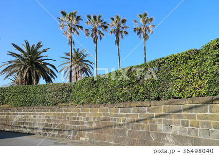 房州石の石塀(富津市金谷) 36498040