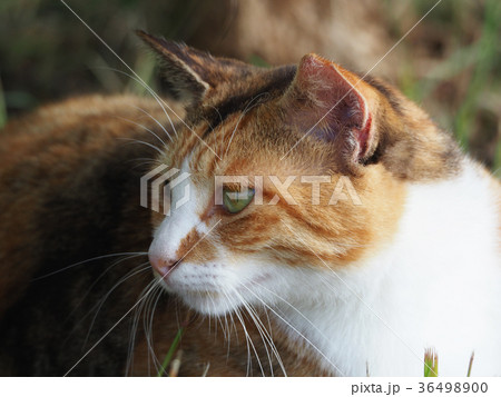 振り向く猫の写真素材 [36498900] - PIXTA