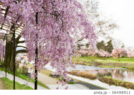 半木の道 - 枝垂れ桜 半木の道 - 枝垂れ桜 36498911