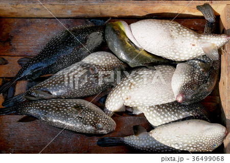 Fresh Puffer fish 36499068