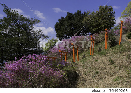 京都府宮津市獅子崎稲荷神社とみつばつつじを撮影したもの 京都府宮津市獅子崎稲荷神社とみつばつつじを撮影したもの 36499263