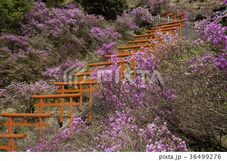 京都府宮津市獅子崎稲荷神社とみつばつつじを撮影したもの 36499276