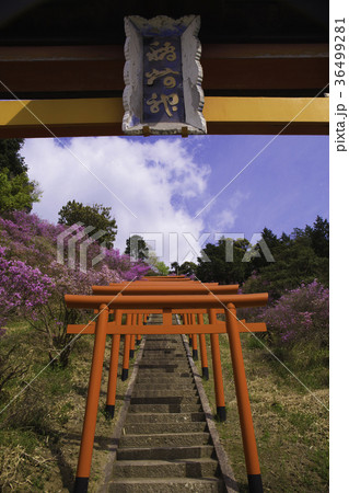 京都府宮津市獅子崎稲荷神社とみつばつつじを撮影したもの 36499281