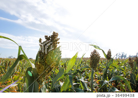 ゴールデンゲート 黄金の門 黄金門 36499438