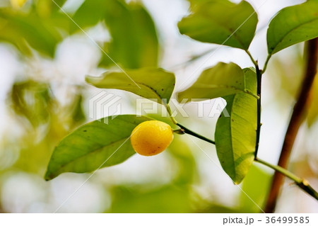 キンカンの実 36499585