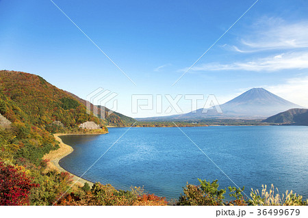 秋の本栖湖　紅葉　富士山 36499679