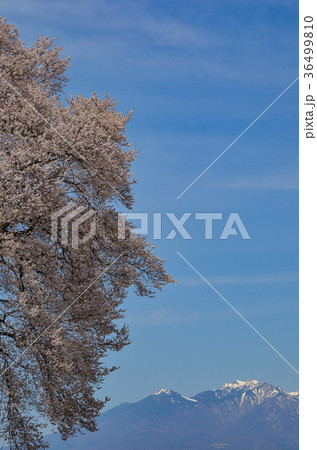 わに塚の桜　山梨県韮崎市 36499810