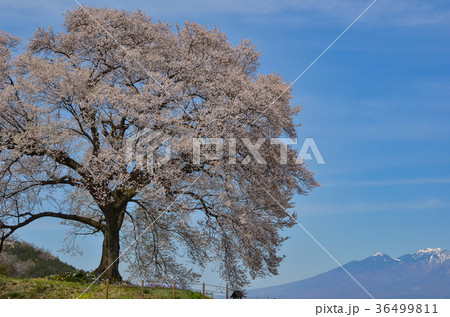 わに塚の桜　山梨県韮崎市 36499811