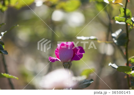 おもやい市民花壇赤いバラ、 36500145