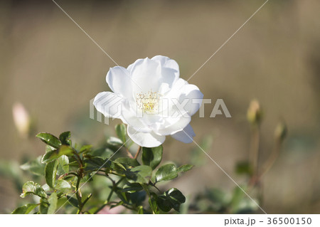 おもやい市民花壇白いバラ、 36500150