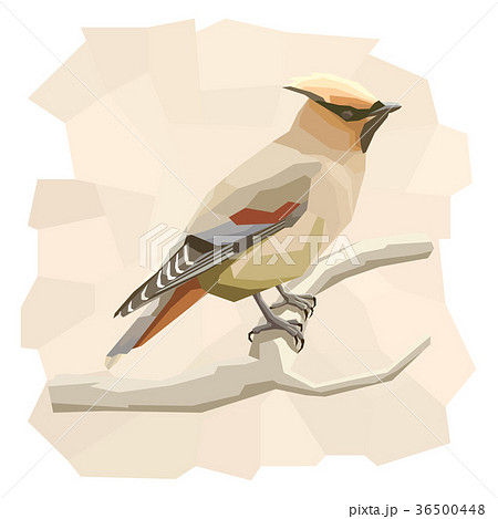 Vector simple illustration of waxwing bird. 36500448