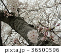 桜の幹 36500596