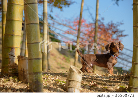 黄昏2 黄昏2 36500773