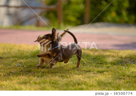 楽しい 楽しい 36500774