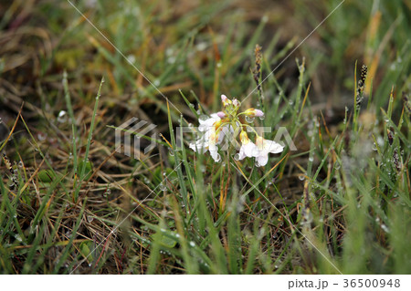野生の花 野草 野花 36500948