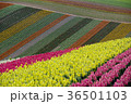 四季彩の丘 36501103