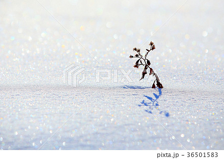 朝の雪面 36501583