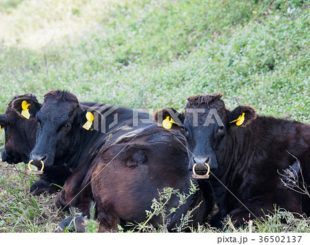 丹後天橋立大江山国定公園にある碇高原　動物と触れ合える高原リゾート 36502137