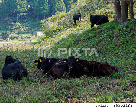 丹後天橋立大江山国定公園にある碇高原 動物と触れ合える高原リゾート 丹後天橋立大江山国定公園にある碇高原 動物と触れ合える高原リゾート 36502138