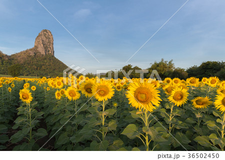 beautiful sunflower field with mountain background 36502450