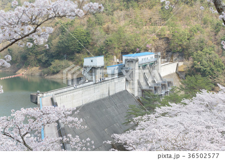 大野ダムの桜 36502577