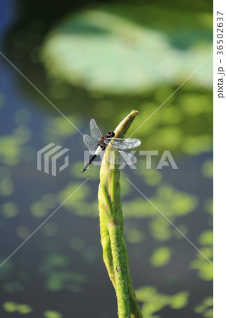ハス池のコシアキトンボ ハス池のコシアキトンボ 36502637