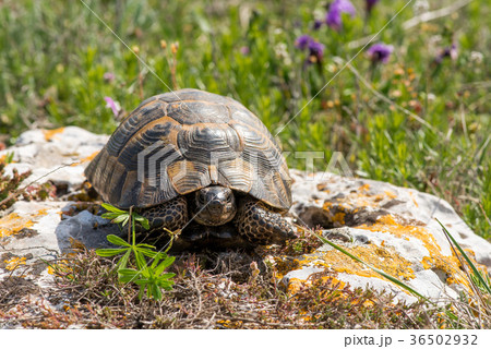 Turtle in a spring garden 36502932