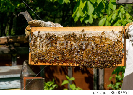 Beekeeper working on his beehives in the garden 36502959