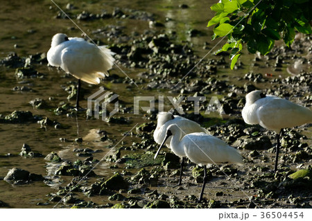 宮古島/干潟の野鳥 宮古島/干潟の野鳥 36504454