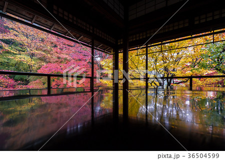 秋の瑠璃光院 秋の瑠璃光院 36504599