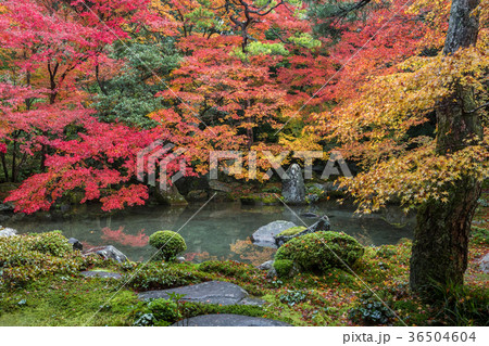 秋の蓮華寺 36504604