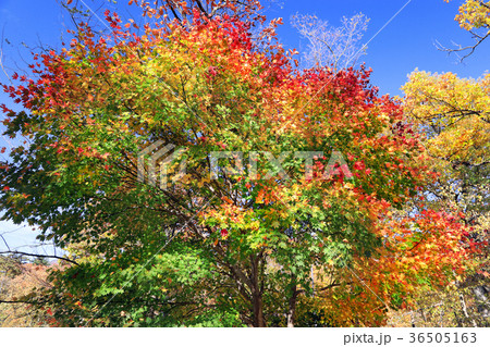 鳴子峡の紅葉11 鳴子峡の紅葉11 36505163