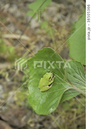 蕗の葉にアマガエルの写真素材
