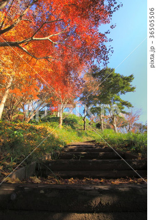 熊本・舞鶴城公園 36505506