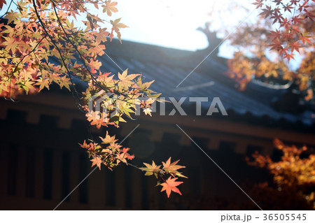 紅葉 36505545