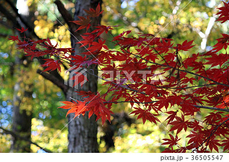 紅葉 36505547