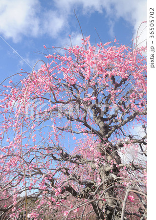 鈴鹿の森庭園の枝垂れ梅 36505702