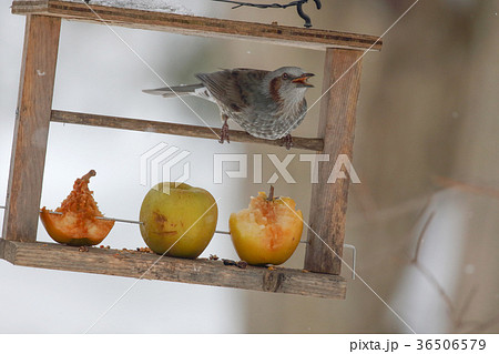 ヒヨドリ Brown eared bulbul 36506579