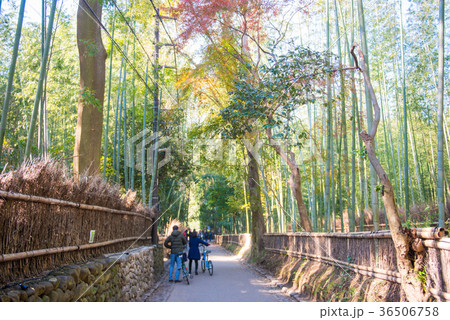 Tourists walking path through the bamboo forest Tourists walking path through the bamboo forest 36506758