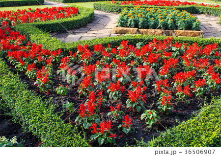 Color flowers,red and green,in garden. Color flowers,red and green,in garden. 36506907