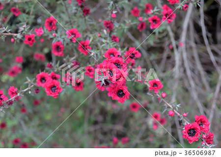 春と言えば、ギョリュウバイ 36506987