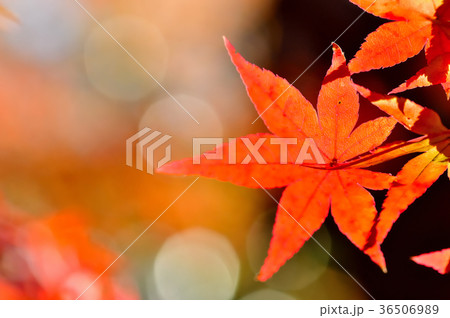 秋色 紅葉の葉 秋色 紅葉の葉 36506989