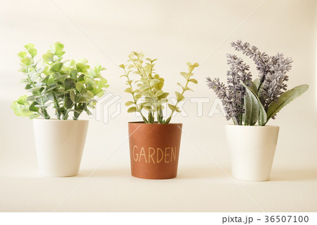 tree decorative in pot background 36507100