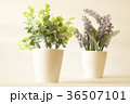 tree in green and lavender in pot in soft tone 36507101