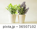 tree in green and lavender in pot in vintage style 36507102