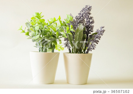 tree in green and lavender in pot in vintage style 36507102