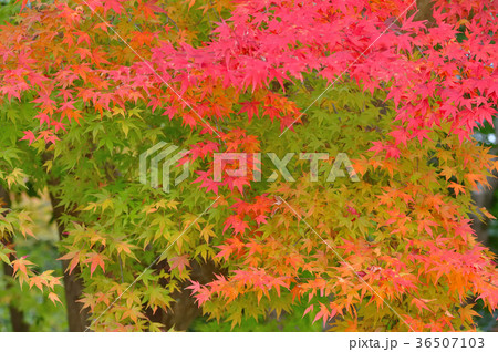 秋色　紅葉の葉 36507103
