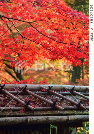 京の秋　紅葉 36507104