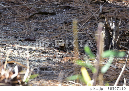 綺麗な黄色、ミヤマホオジロ 36507110