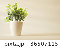 tree in pot decorative in vintage style background 36507115